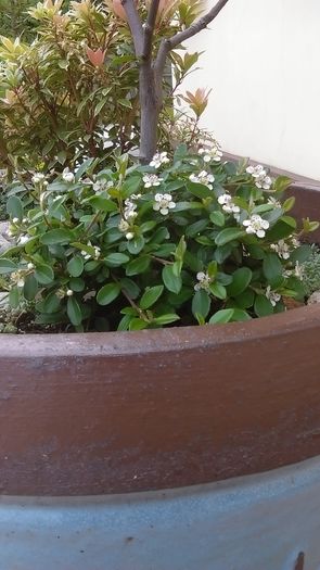 Cotoneaster dammeri - Primavara 2016