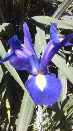 Iris pitic ''Blue Magic'' - Primavara 2016