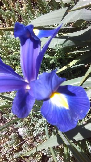 Iris pitic ''Blue Magic'' - Primavara 2016