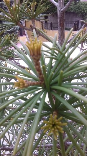 Sciadopitys verticillata, muguri