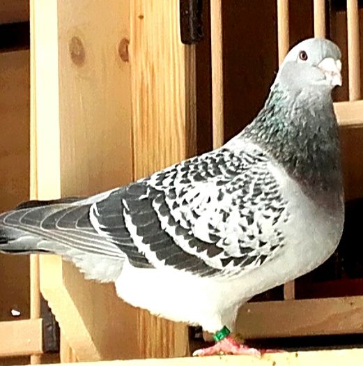 Fata -2013- - PENTRU CRESCATORII CARE SE RESPECTA