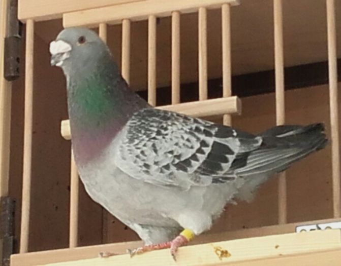 PITICU -2015 - PENTRU CRESCATORII CARE SE RESPECTA