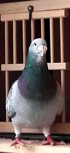 M-2014- - PENTRU CRESCATORII CARE SE RESPECTA