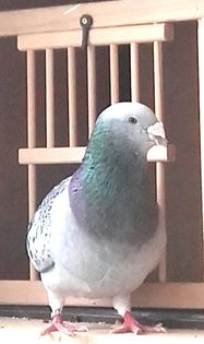  - PENTRU CRESCATORII CARE SE RESPECTA