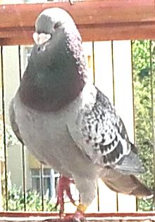 PITICU - PENTRU CRESCATORII CARE SE RESPECTA