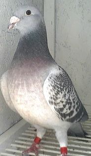 FATA-2012- - PENTRU CRESCATORII CARE SE RESPECTA