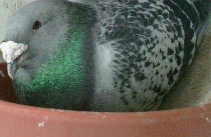 RECHINUL-2013- - PENTRU CRESCATORII CARE SE RESPECTA