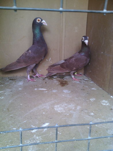 IMG_20160508_152203 - Porumbei vanduti