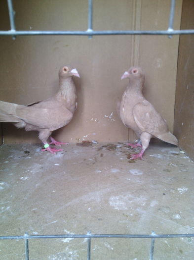 IMG_20160508_152019 - Porumbei vanduti