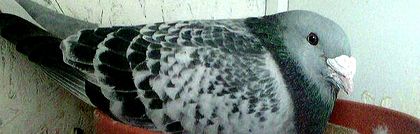 MASCUL--2015-- - PENTRU CRESCATORII CARE SE RESPECTA