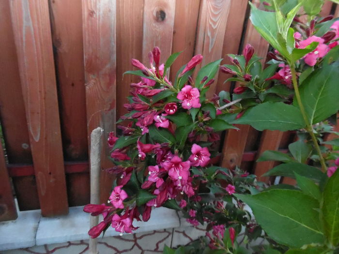 Weigela Purpurea