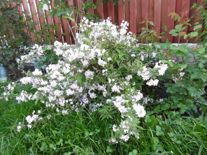 Deutzia Gracilis