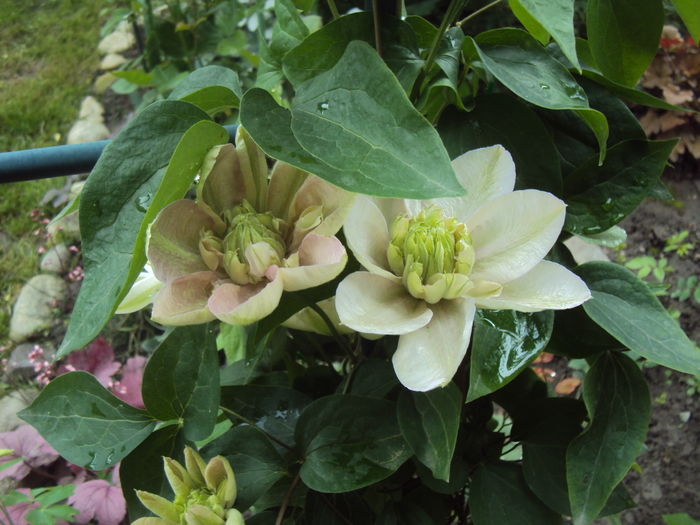 DSC00237