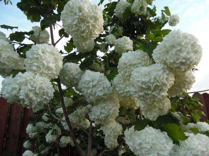 Viburnum