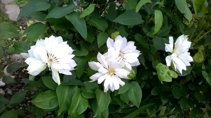 WP_20160512_022 - CLEMATITE
