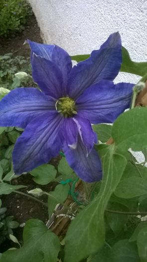 WP_20160513_001 - CLEMATITE