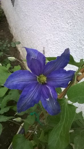 WP_20160513_002 - CLEMATITE