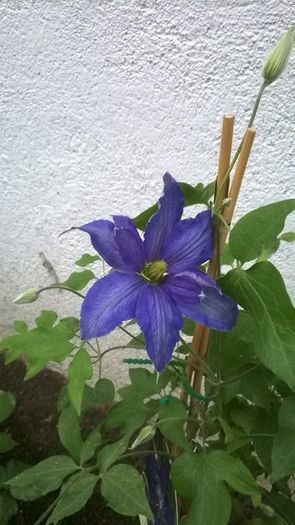 WP_20160513_003 - CLEMATITE