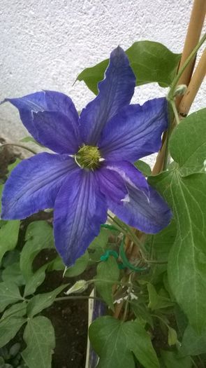 WP_20160513_006 - CLEMATITE