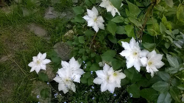 WP_20160513_019 - CLEMATITE
