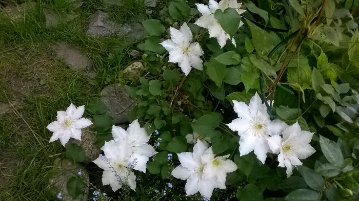 WP_20160513_020 - CLEMATITE