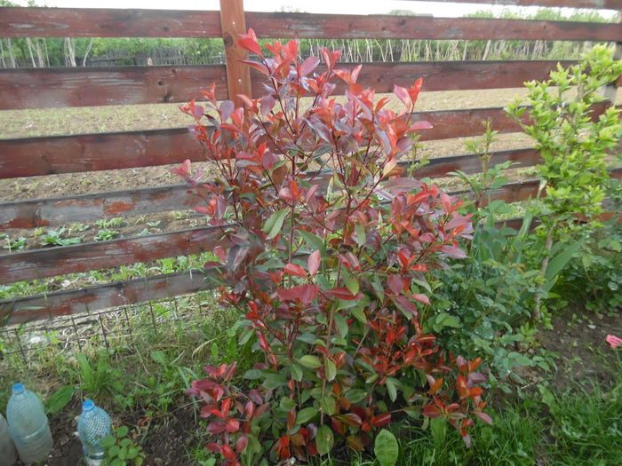 Photinia
