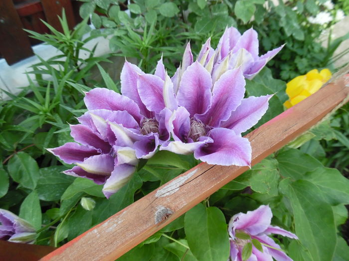 015 - clematite infloriri