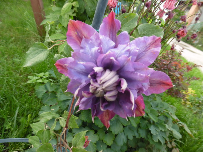 031 - clematite infloriri