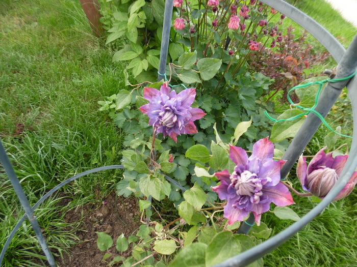 032 - clematite infloriri