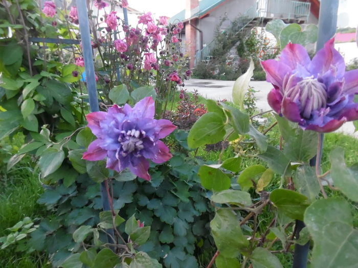 057 - clematite infloriri