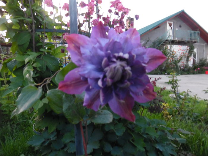 058 - clematite infloriri