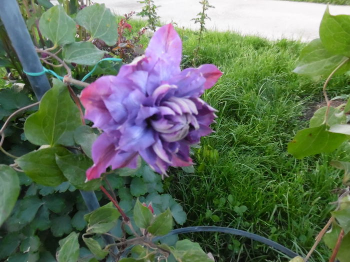 073 - clematite infloriri