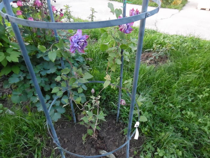 074 - clematite infloriri