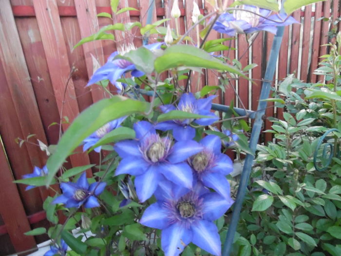 101 - clematite infloriri