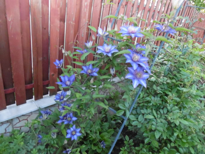 102 - clematite infloriri