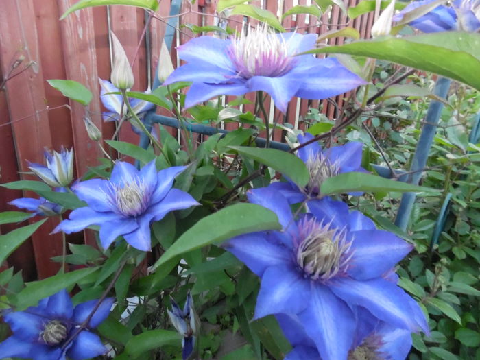 103 - clematite infloriri