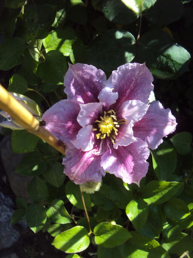 DSC00341 - CLEMATITE