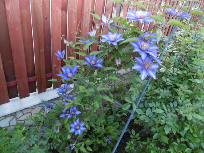 106 - clematite infloriri