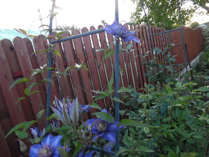 107 - clematite infloriri