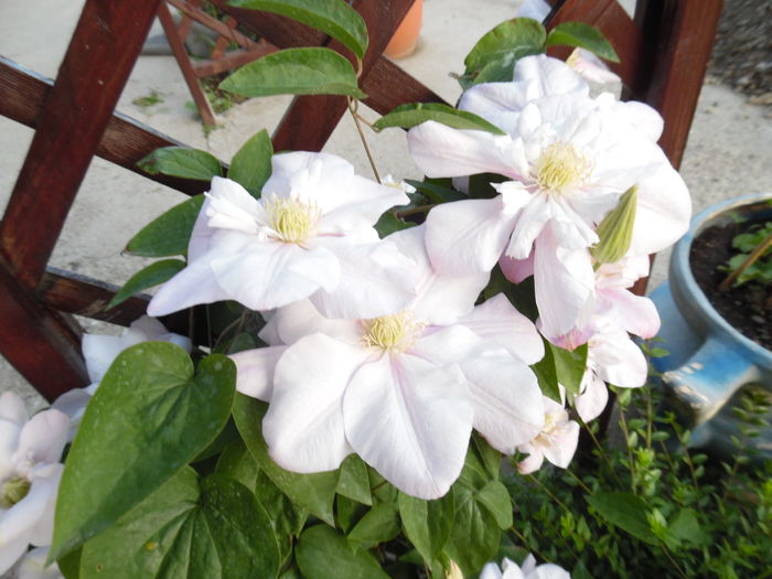 108 - clematite infloriri