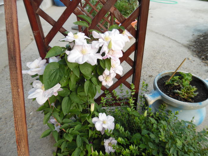 110 - clematite infloriri