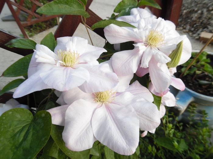 111 - clematite infloriri