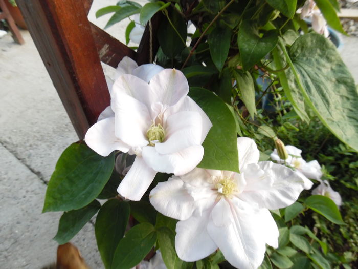 112 - clematite infloriri