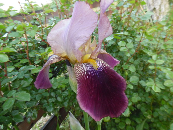 Latin Lover - 0 Irisi soiuri 2016