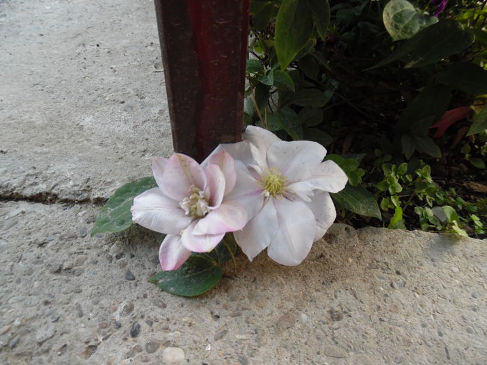 113 - clematite infloriri