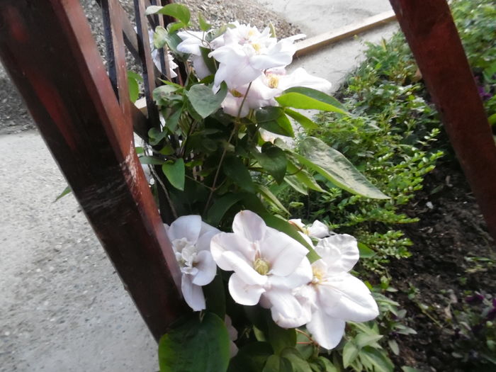 115 - clematite infloriri