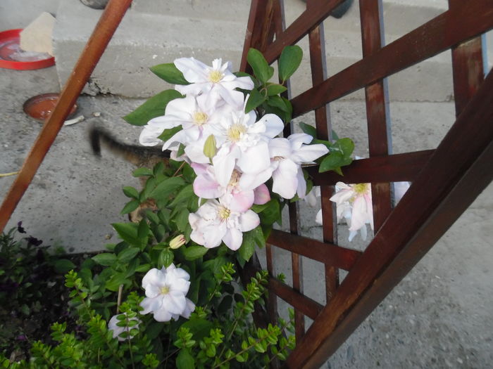 117 - clematite infloriri