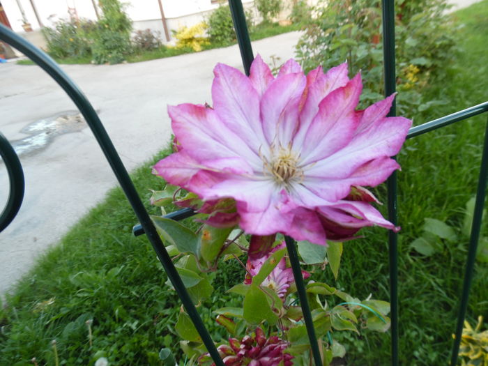 036 - clematite infloriri