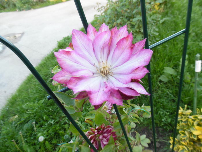 037 - clematite infloriri