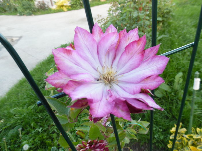 039 - clematite infloriri